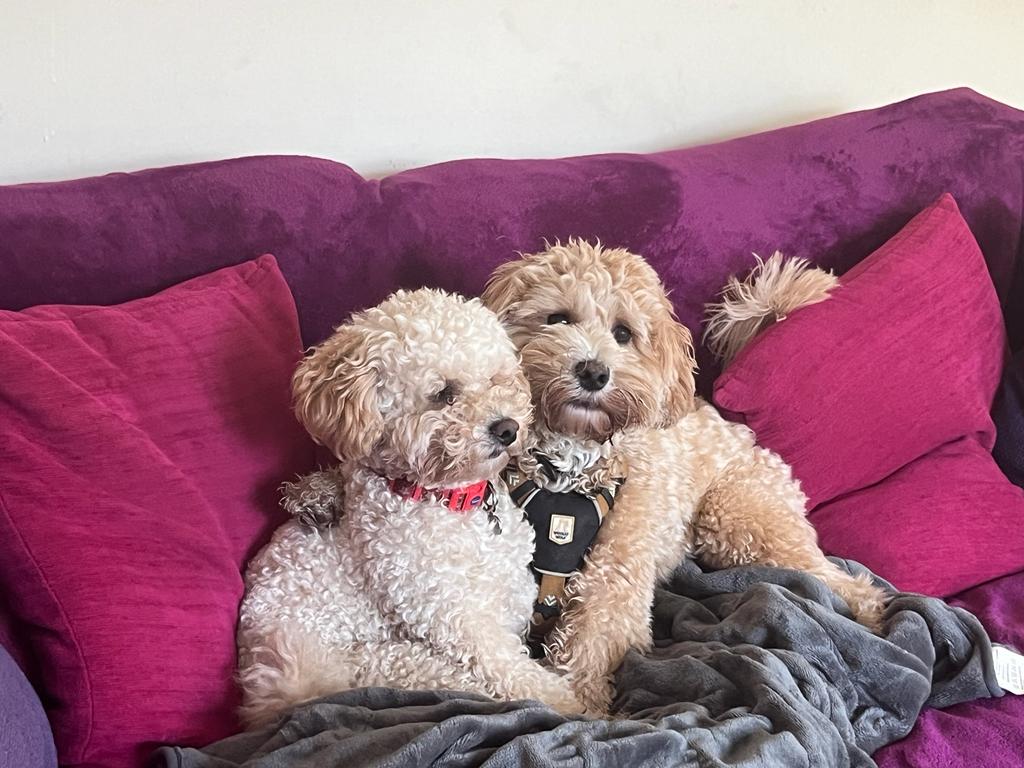 Happy dogs at Penny's Pooches